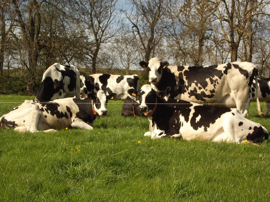 Vaches fermières à Vergezac