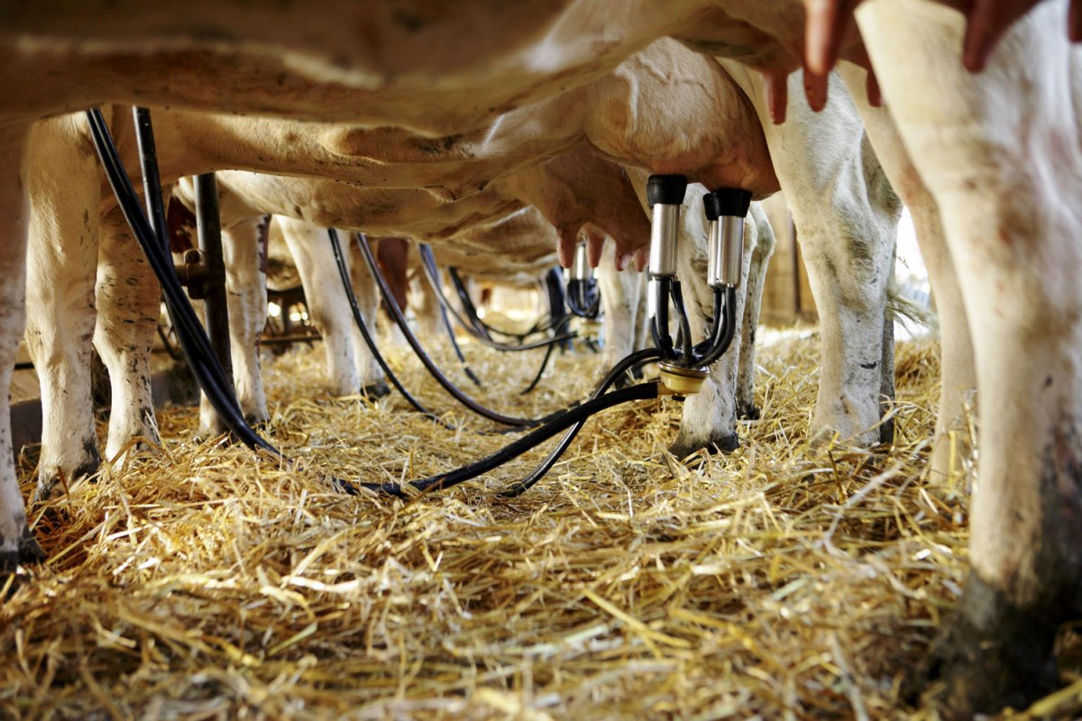 Traite des vaches à l’étable