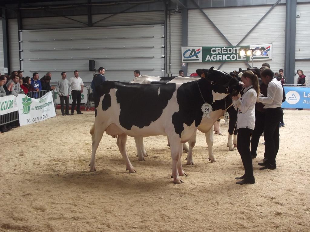 Vache laitière à Jalavoux